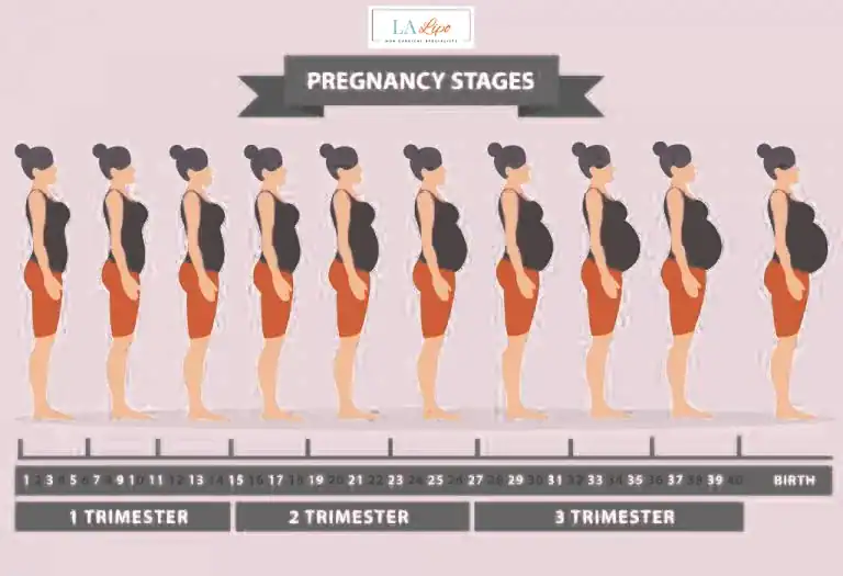 First Trimester (Weeks 1–12): Early Changes You Might Not Notice Birchfield